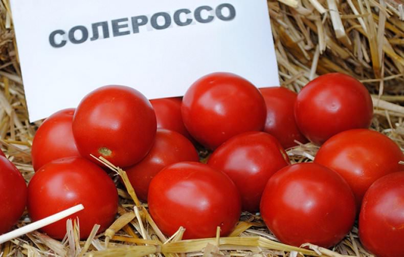 Характеристика и агротехника томата солероссо f1