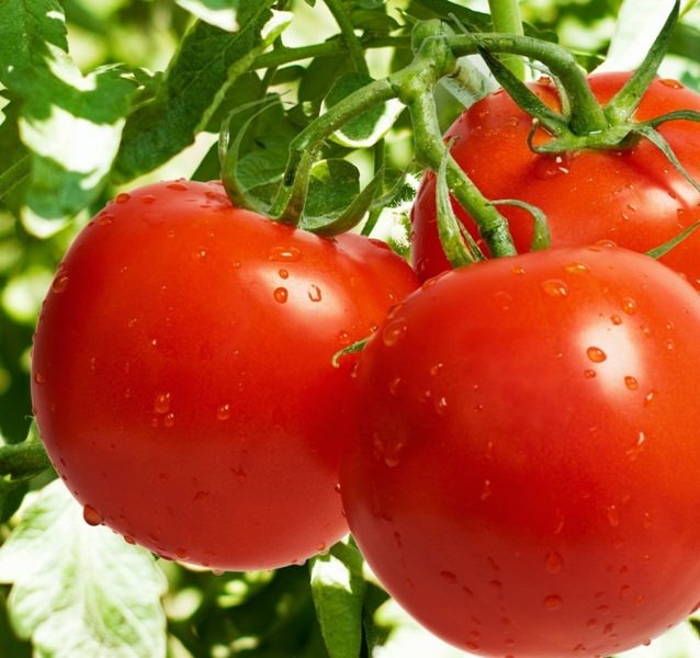 Характеристика и агротехника томата солероссо f1