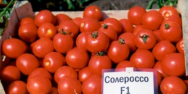Характеристика и агротехника томата солероссо f1