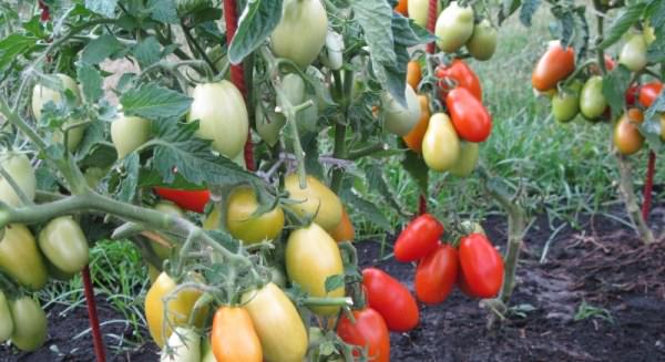 Характеристика и описание томата челнок