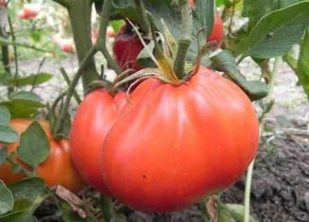 Характеристика и описание томата пузата хата: отзывы и фото