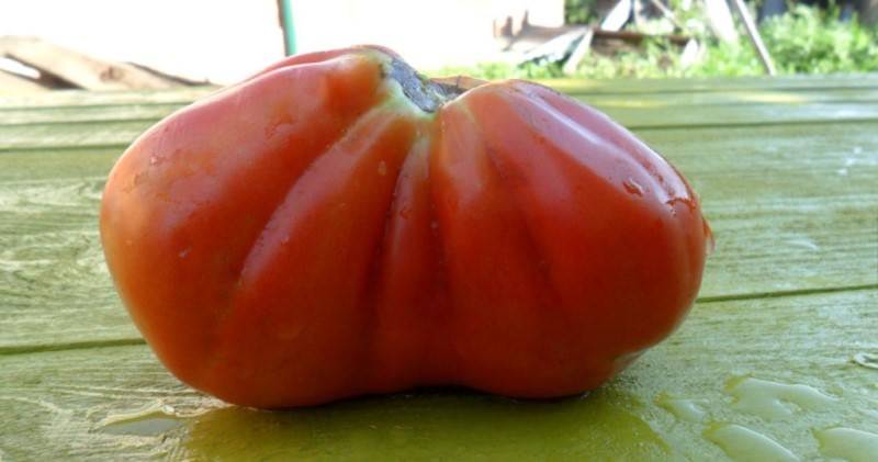 Характеристика и описание томата пузата хата: отзывы и фото
