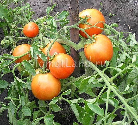 Характеристика и описание томата сорта санька