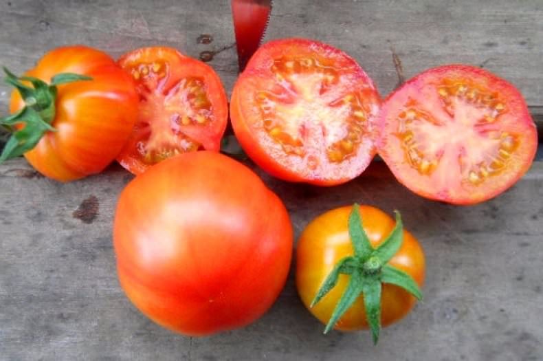 Характеристика и описание томата сорта санька