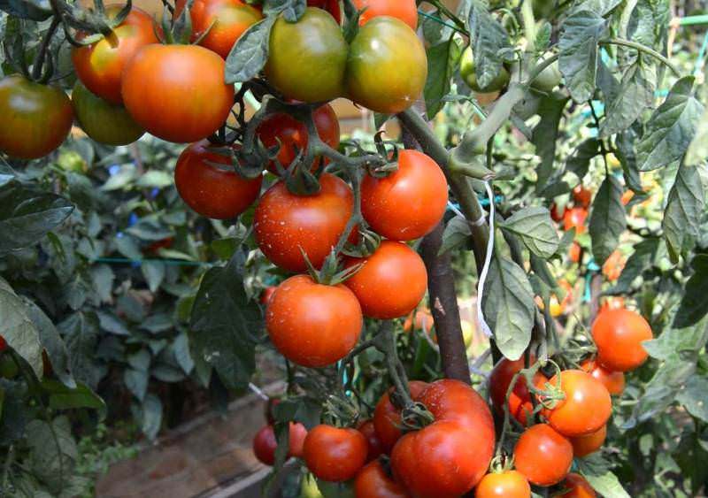 Характеристика помидоров андромеда: отзывы и фото