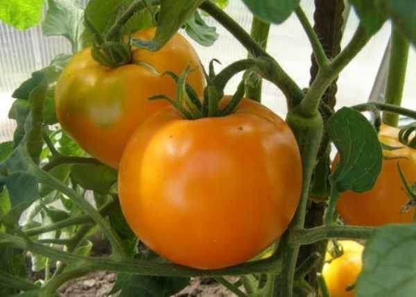 Характеристика помидоров андромеда: отзывы и фото