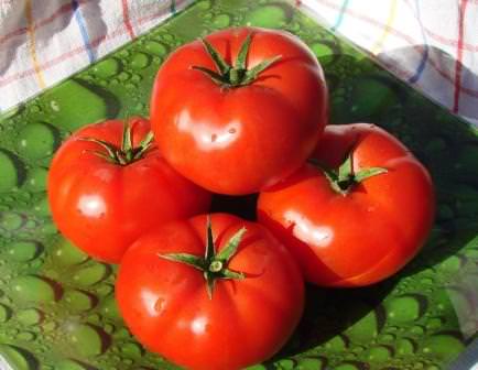 Характеристика помидоров андромеда: отзывы и фото