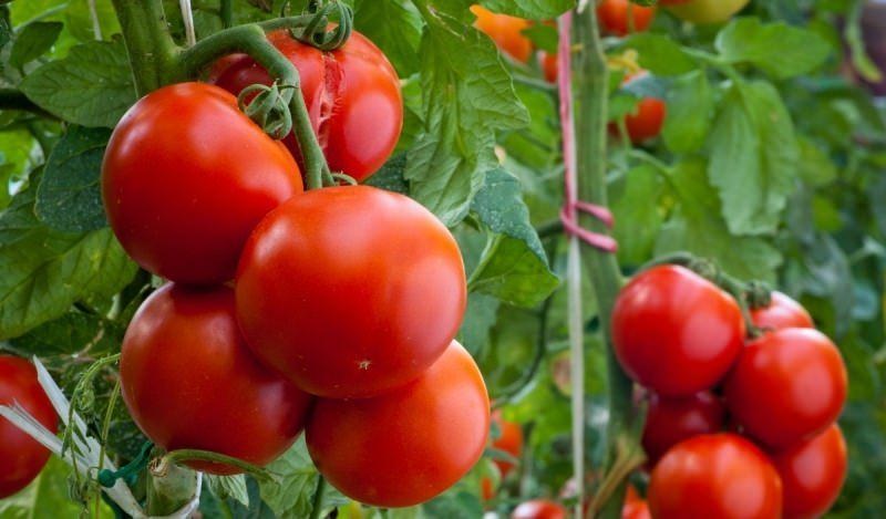 Характеристика помидоров андромеда: отзывы и фото
