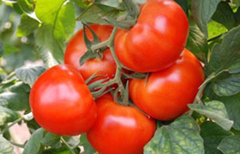 Характеристика сорта помидора клуша: отзывы и фото