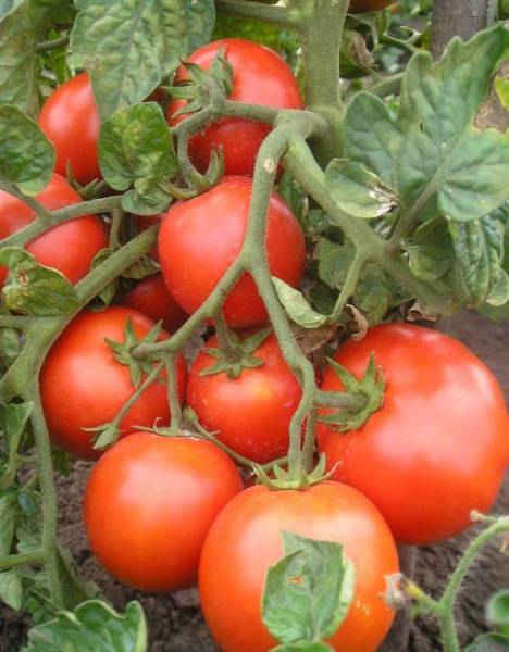 Характеристика сорта помидоров красная шапочка: отзывы с фото