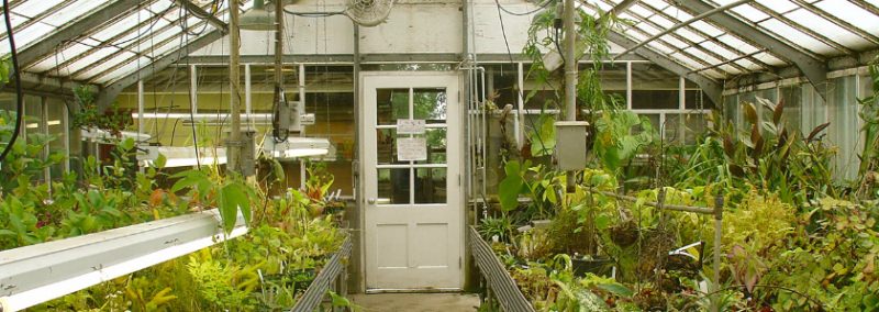 Характеристика теплиц с подогревом