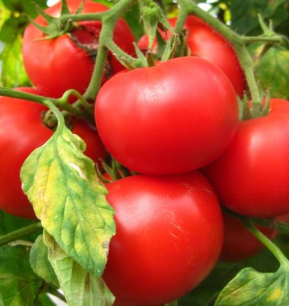 Характеристика томата биг биф f1: описание и отзывы