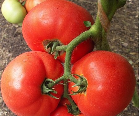 Характеристика томата биг биф f1: описание и отзывы