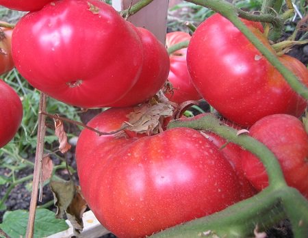 Характеристика томата дикая роза: описание и отзывы огородников