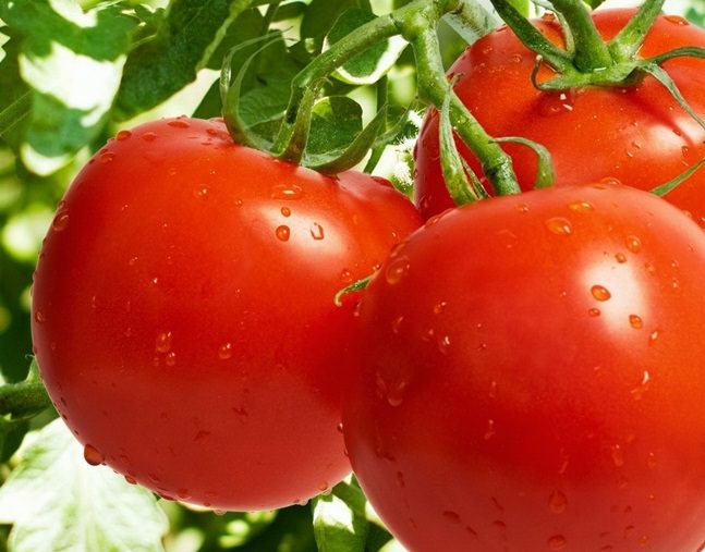 Характеристика томата яблонька россии: отзывы и фото