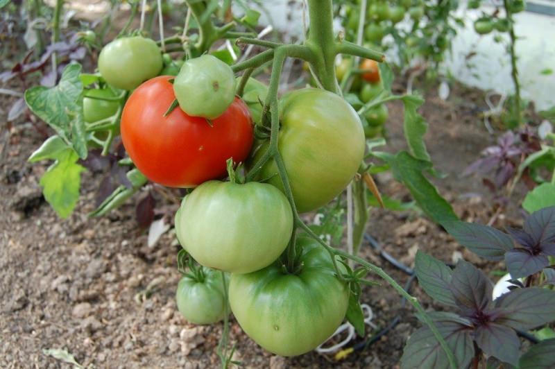 Характеристика томата космонавт волков: отзывы и фото