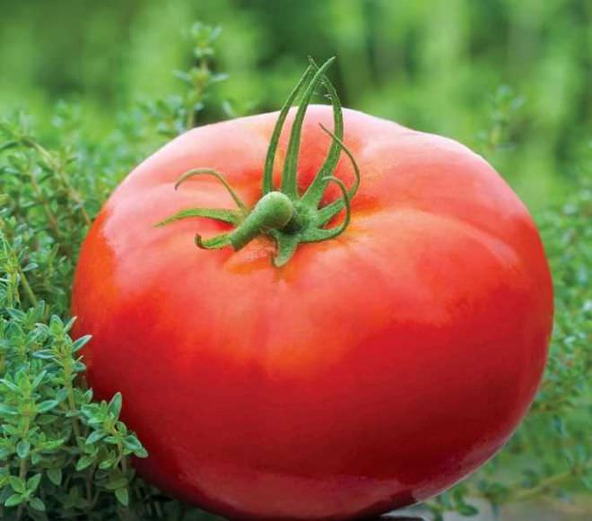 Характеристика томата космонавт волков: отзывы и фото