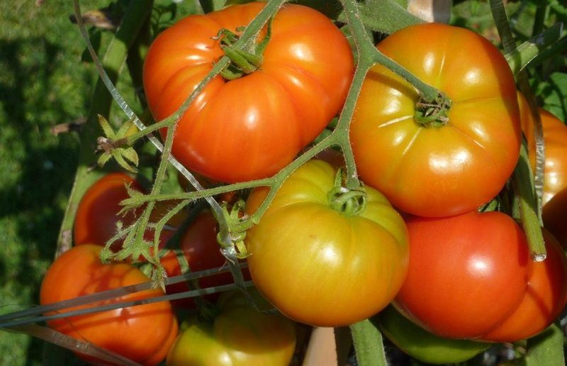 Характеристика томата космонавт волков: отзывы и фото