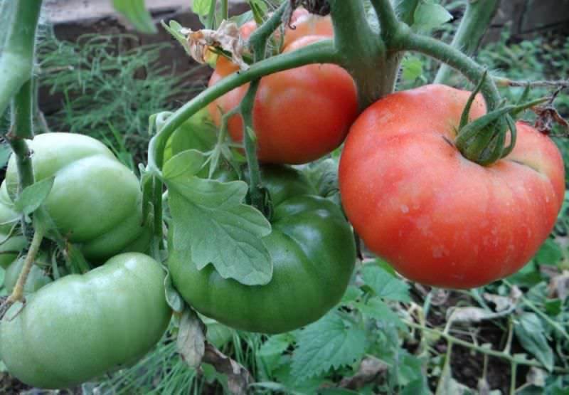 Характеристика томата космонавт волков: отзывы и фото