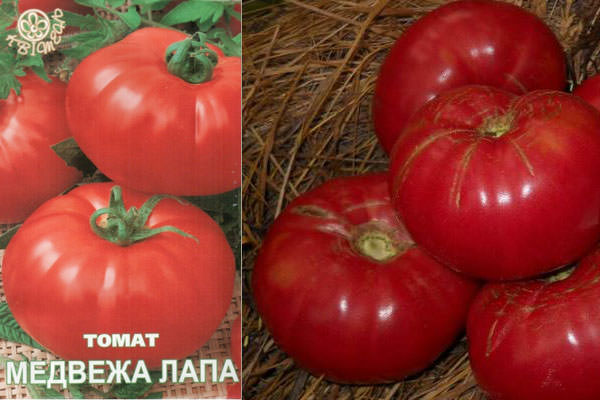 Характеристика томата медвежья лапа: отзывы и фото