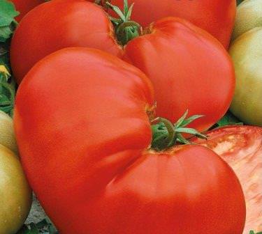 Характеристика томата медвежья лапа: отзывы и фото