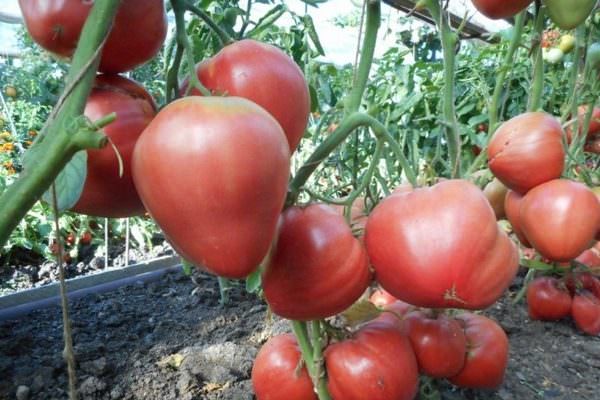 Характеристика томата орлиный клюв: отзывы и фото