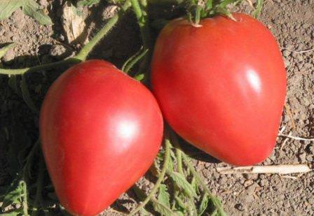 Характеристика томата орлиный клюв: отзывы и фото