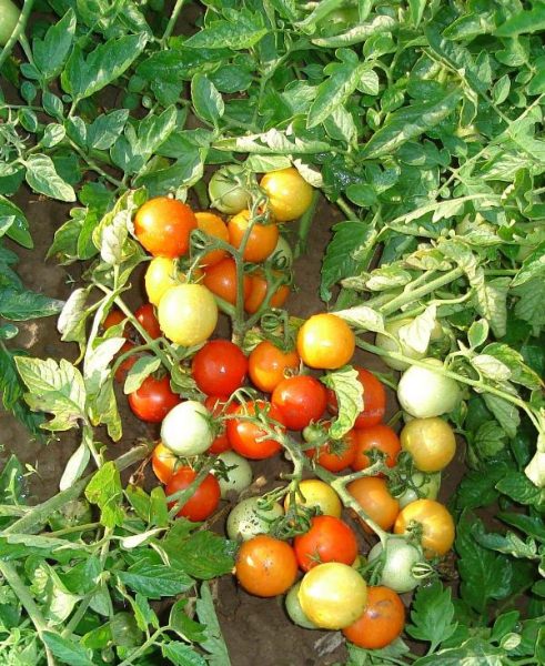 Характеристика томата пиноккио: отзывы и фото