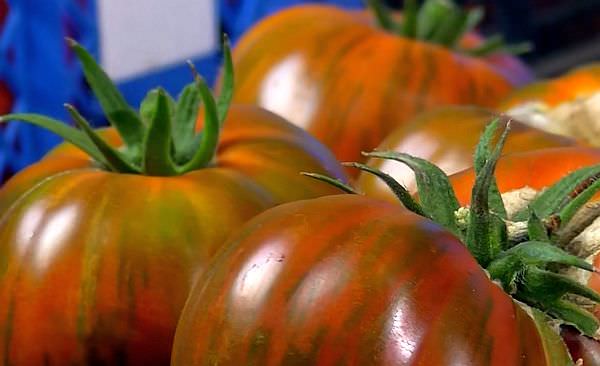 Характеристика томата полосатый шоколад: отзывы и фото