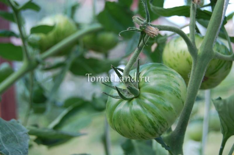 Характеристика томата полосатый шоколад: отзывы и фото