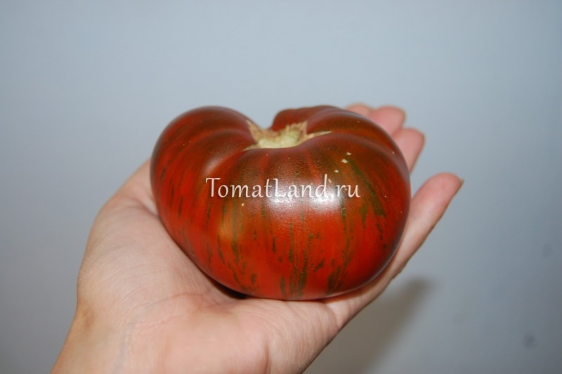 Характеристика томата полосатый шоколад: отзывы и фото