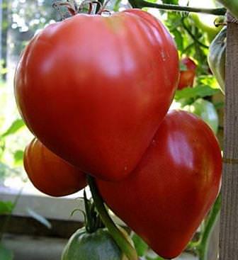 Характеристика томата сорта батяня: описание и отзывы