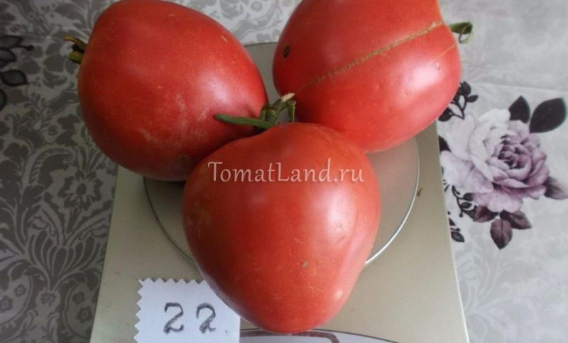 Характеристика томата сорта батяня: описание и отзывы