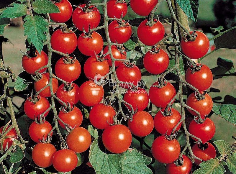 Характеристика томата вишня красная: отзывы и фото