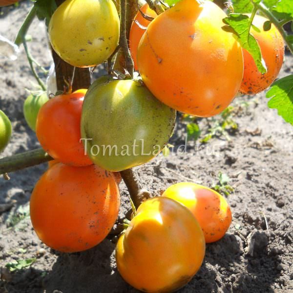 Характеристика томата золотое сердце: отзывы и фото