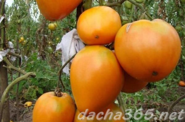 Характеристика томата золотое сердце: отзывы и фото