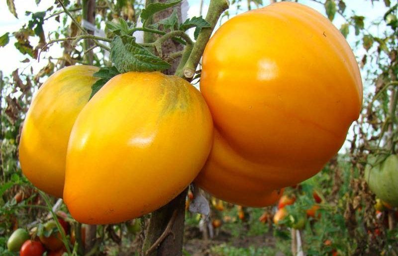 Характеристика томата золотое сердце: отзывы и фото