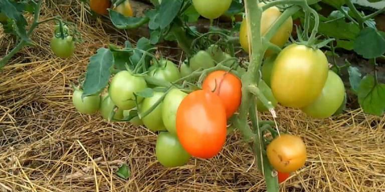 Характеристика универсального томата видимо невидимо: отзывы и фото