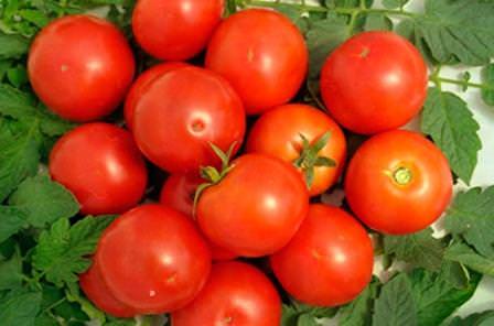 Характеристика универсального томата видимо невидимо: отзывы и фото