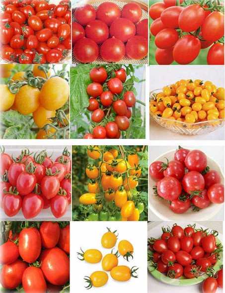 Характеристики голландских сортов помидоров