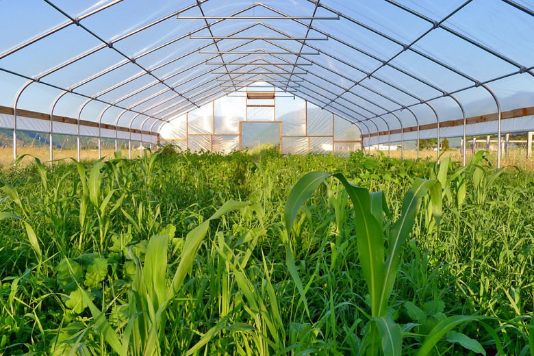 Характеристики разных видов пленки для теплицы