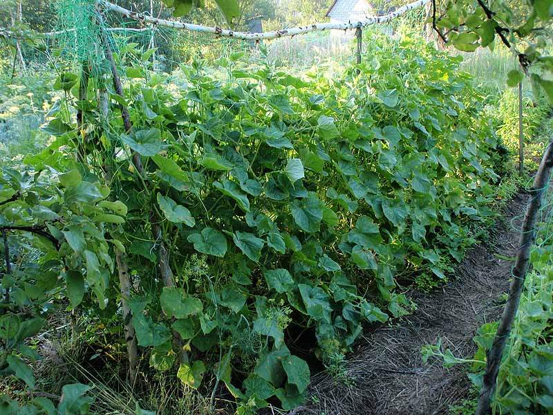 Имеет ли смысл посадка огурцов в июле по лунному календарю?