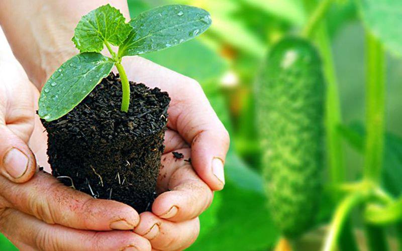 Имеет ли смысл посадка огурцов в июле по лунному календарю?