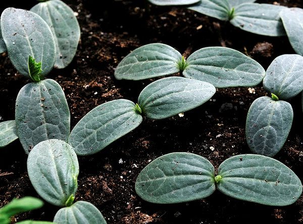 Имеет ли смысл посадка огурцов в июле по лунному календарю?