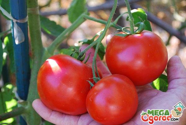 Индетерминантные и детерминантные сорта помидоров: что это и в чем их различия