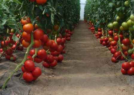 Индетерминантные и детерминантные сорта помидоров: что это и в чем их различия