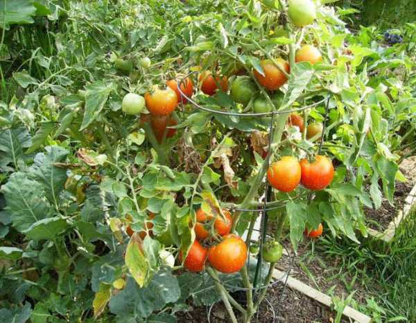 Индетерминантные и детерминантные сорта помидоров: что это и в чем их различия