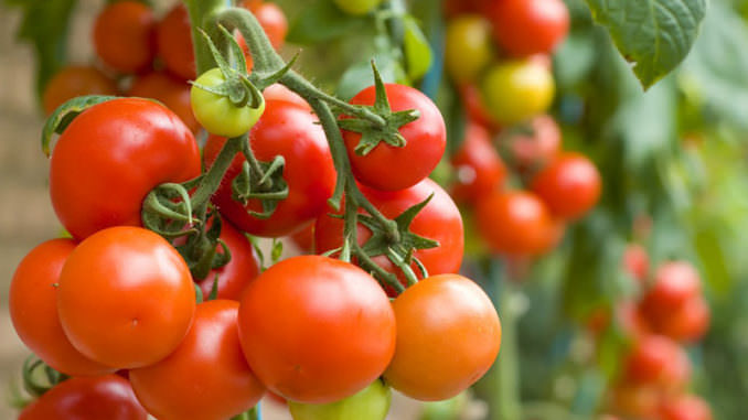 Индетерминантные и детерминантные сорта помидоров: что это и в чем их различия