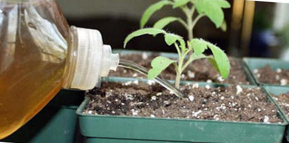 Использование йода для подкормки помидоров