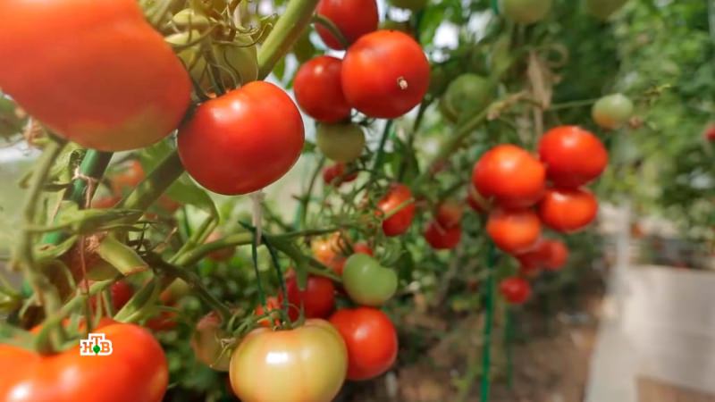 Яблок-помидор: плод селекционеров или миф?